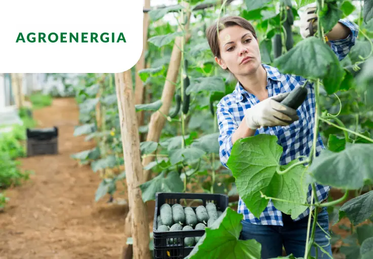 Работник теплицы AGROENERGIA