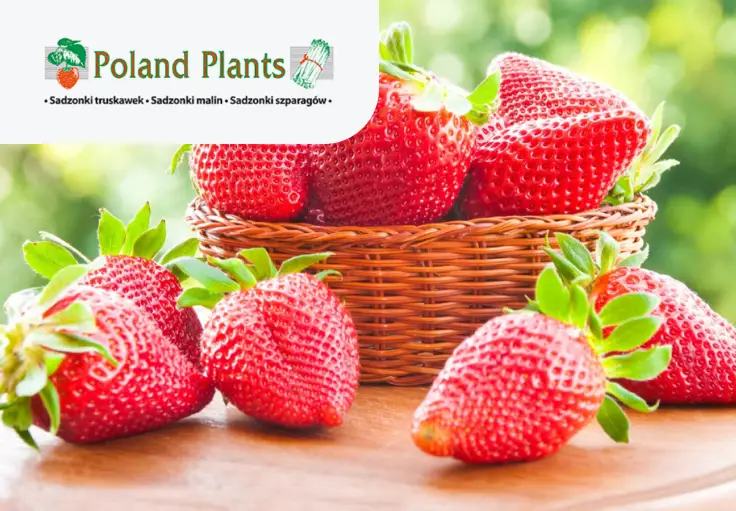 Работник на сортировке саженцев малины и клубники POLAND PLANTS — фото 1