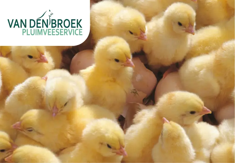 Птицефабрика Van den Broek Pluimveeservice